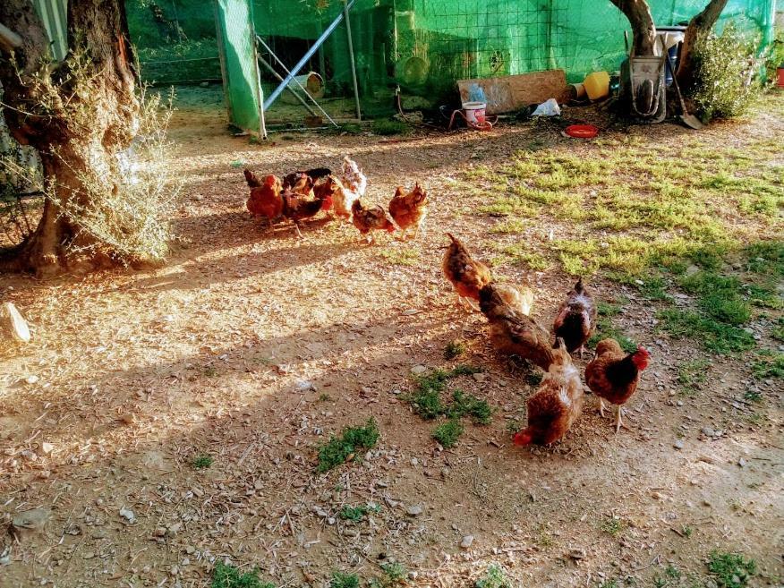 Dora'S Garden Villa Alexandrúpoli Kültér fotó